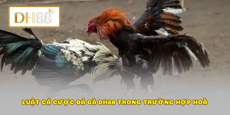 Luật cá cược đá gà DH88 trong trường hợp hoà
